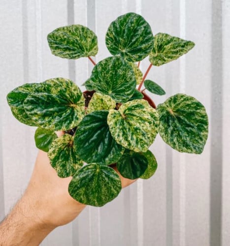 Peperomia Caperata Variegated - ببروميا كابيراتا ف...