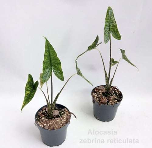 Alocasia zebrina Reticulata— ألوكاسيا زيبـرينا ريت...