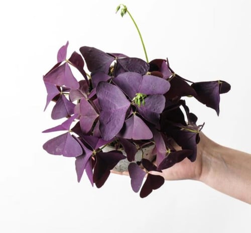 أوكساليس ميكي - Oxalis Mijke