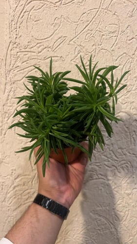 ببروميا فيريراي - Peperomia ferreyrae