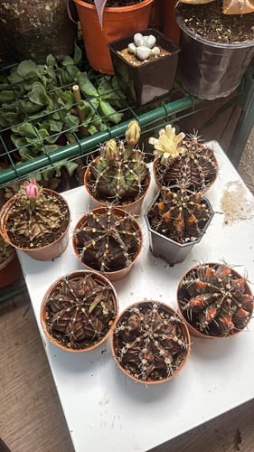 Gymnocalycium Mihanovichii Variegated - جيمنوكالسي...