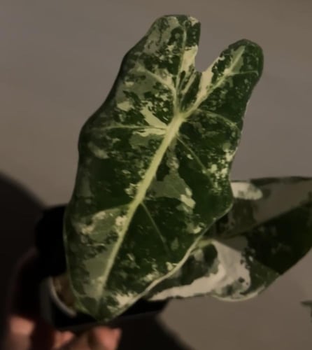 ألوكاسيا فريديك فرقيتد - Variegated Alocasia Fryde...