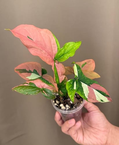 Syngonium Red Spot Tricolor- سينجونيوم ثلاثية الأل...