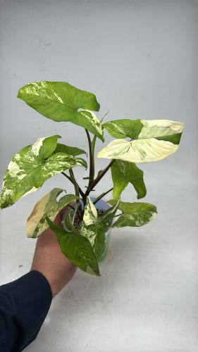 Syngonium Yellow Variegated - سينقونيوم أوريا فرقي...