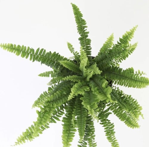Boston Fern – سرخس بوسطن
