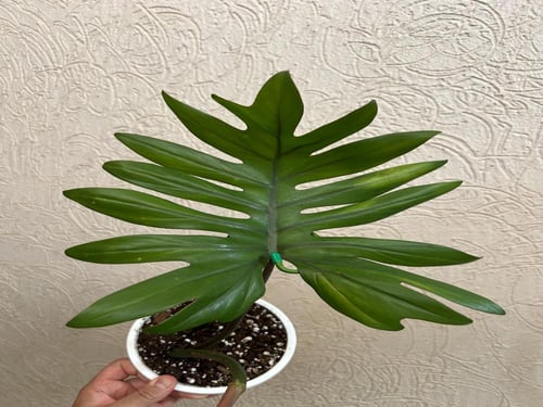 Philodendron Mayoi - فيلوديندرون مايوي