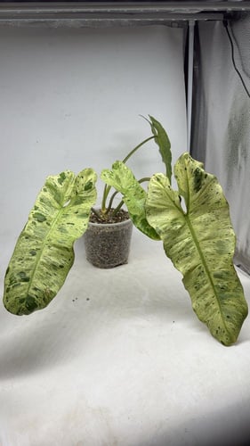 Philodendron Paraiso Verde - فيلوديندرون بارايسو ف...