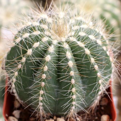 Notocactus magnificus – صبار البالون