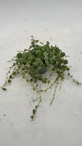 ببروميا بورستراتا - Peperomia Prostrata