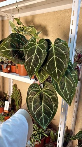 Anthurium Crystallinum - أنثوريوم كرستلاينم