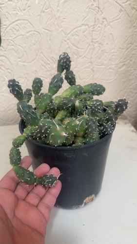 Tephrocactus Articulatus Var. Oligacanthus