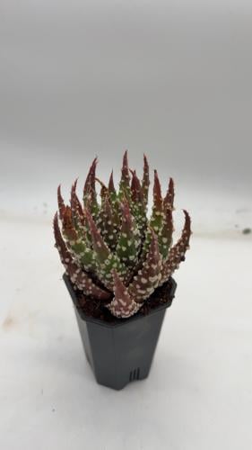 Haworthia pumila — هاوورثيا بوميلا