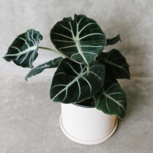 Alocasia black velvet - الوكاسيا بلاك فلفت