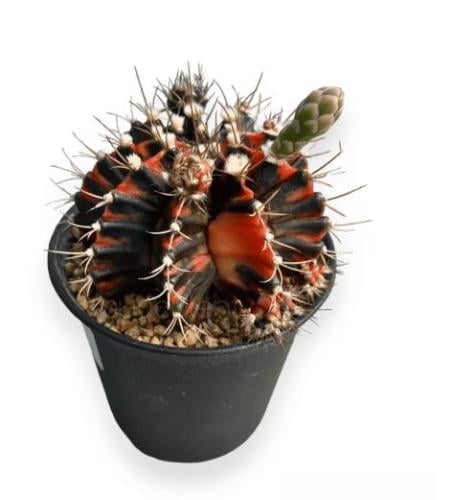 Gymnocalycium Mihanovichii Variegated - جيمنوكالسي...