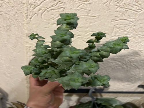 ‏ كراسولا بيرفوراتا سلسلة الأزرار ‏- String of But...