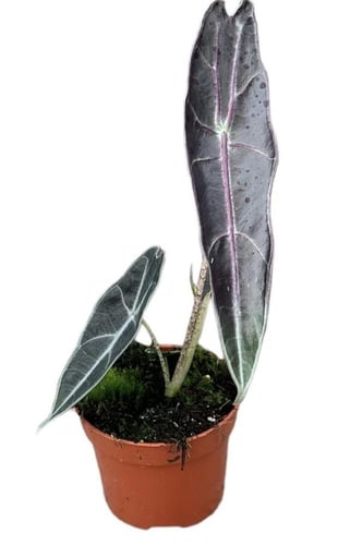 Alocasia longiloba Purple- ألوكاسيا لونجيلوبا أرجو...