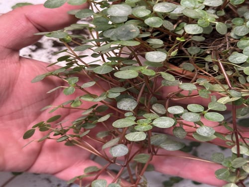 Pilea glaucophylla Greyzy - بيليا الجلوكوفيلا الرم...