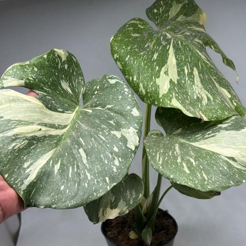 Monater Thai Constellation | High Variegation