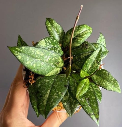 Hoya Crassipetiolata Splash - هويا كراسيبيتيولاتا...