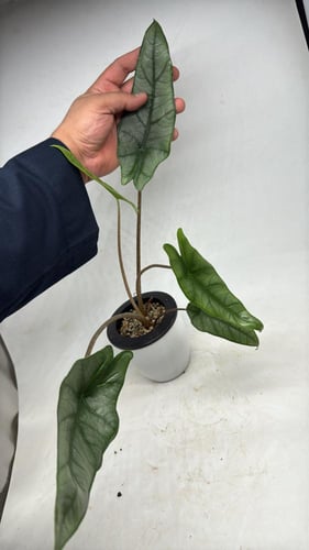 Alocasia Heterophylla ‘Metallic Blue’ – ألوكاسيا ه...
