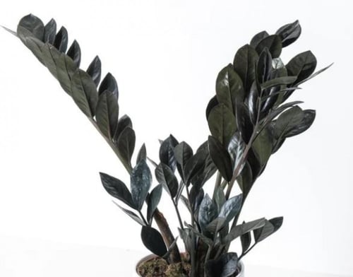 زاميا بلاك ريفن - Zamioculcas zamiifolia raven