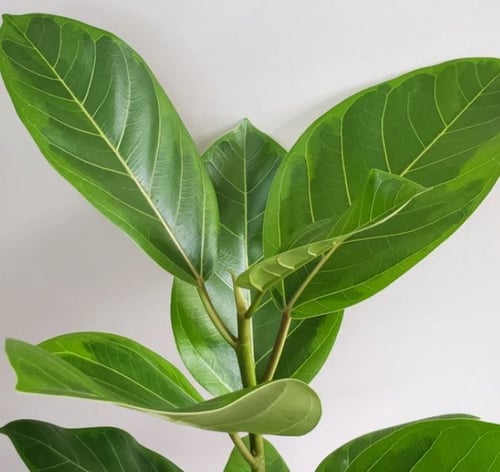 Ficus Altissima Yellow Gem - فيكس الجوهرة الصفراء