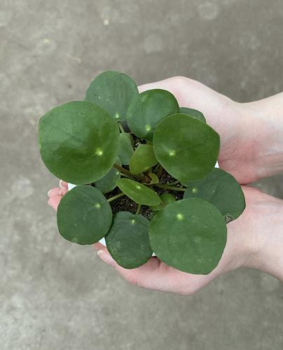 بيليا بيبيميورديس - Pilea peperomioides