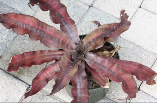 Cryptanthus ‘Red Star’