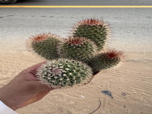 Mammillaria spinosissima - ماميلاريا سبينوسيسيما