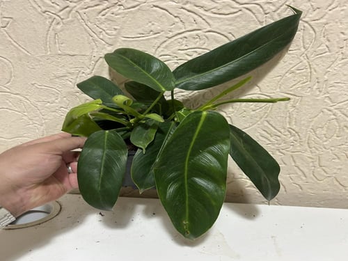 Philodendron Patriciae - فيلوديندرون باتريسيا