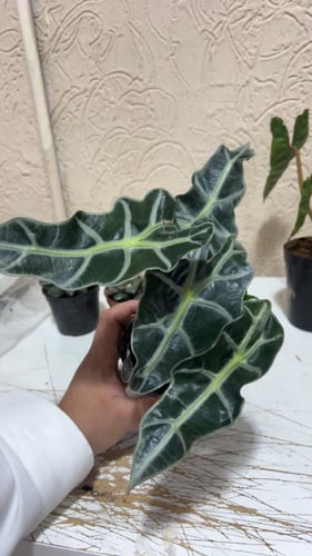 Alocasia Amazonica Polly - الوكاسيا بولي