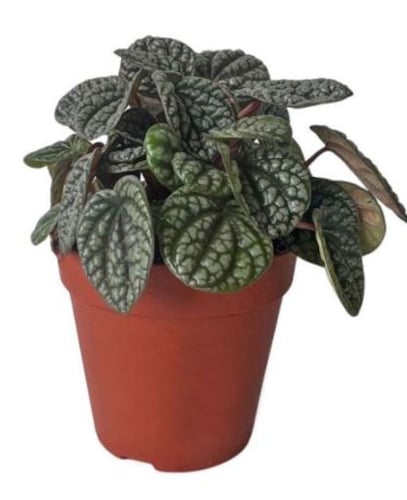 Peperomia Burbella - بيبروميا بوربيلا
