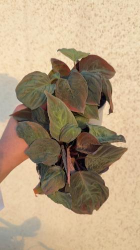 Homalomena ‘Black Velvet’ – هومالومينا بلاك فيلفت