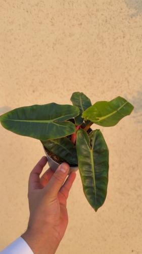 Philodendron Billietiae - فيلوديندرون بيليتيا