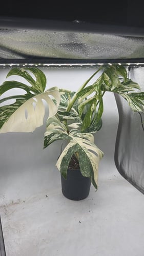 Monstera Deliciosa Albo Variegata- مونستيرا ديليسي...
