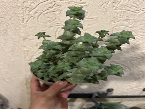 ‏ كراسولا بيرفوراتا سلسلة الأزرار ‏- String of But...