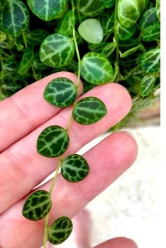 ببروميا بورستراتا - Peperomia Prostrata