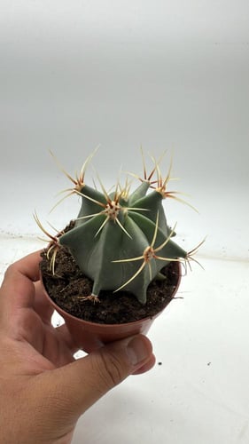 Ferocactus histrix — فيروكاكتوس هستركس