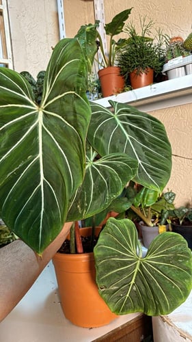 Philodendron Gloriosum - فيلوديندرون جلوريوسوم