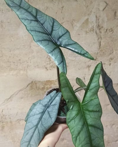 Alocasia Heterophylla ‘Metallic Blue’ – ألوكاسيا ه...