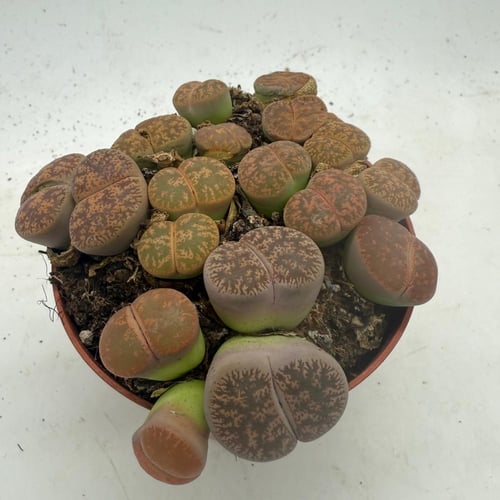 ليثوبس فولفيسيبس - Lithops fulviceps - Living Ston...
