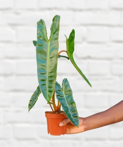 Philodendron Billietiae - فيلوديندرون بيليتيا