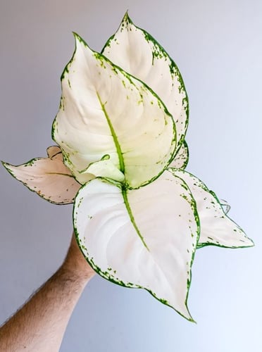 Aglaonema White Joy - اجلونيما وايت جوي
