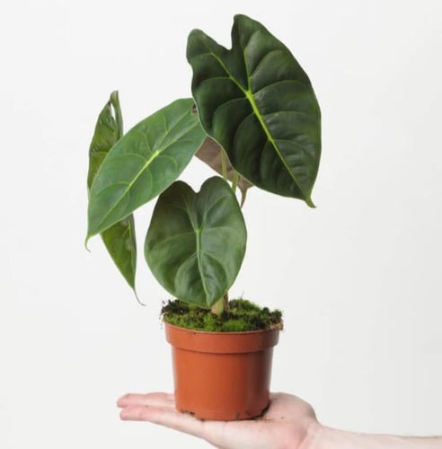 Alocasia Golden Bon - ألوكاسيا جولدن بون