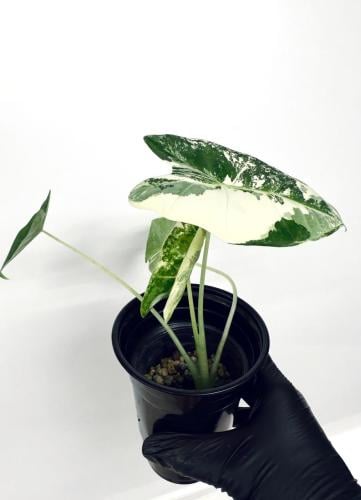 ألوكاسيا فريديك فرقيتد - Variegated Alocasia Fryde...