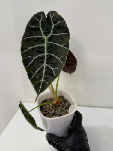 Alocasia Watsoniana Doff - ألوكاسيا واتسونيانا دوف