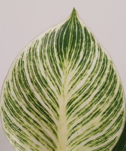 Philodendron birkin - فيلوديندرون بيركين