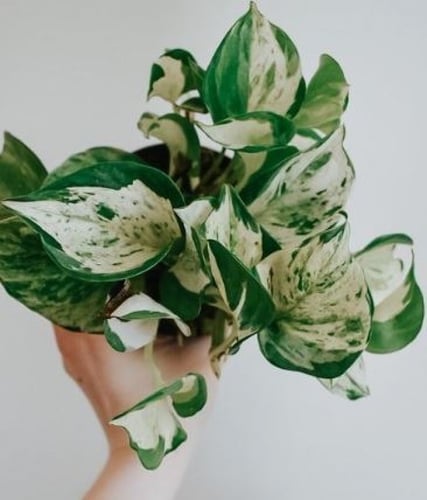 Manjula Pothos Epipremnum Happy Leaf -ابيبريمنيوم...