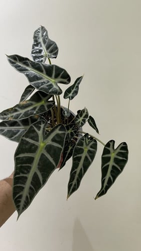 Alocasia Bambino - ألوكاسيا بامبينو