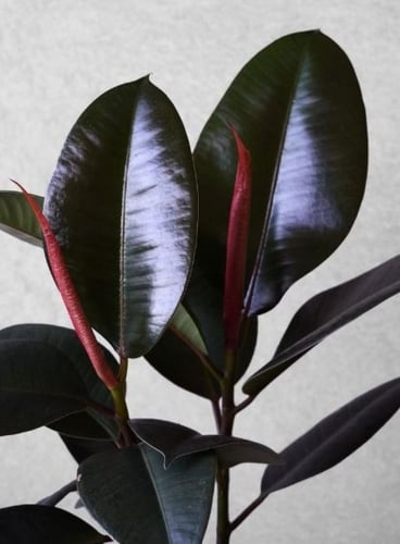 FICUS ELASTICA BURGUNDY - فيكس إيلاستيكا بورجندي